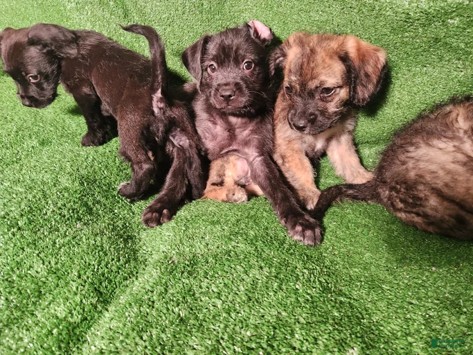 Gallery Image {{count}}