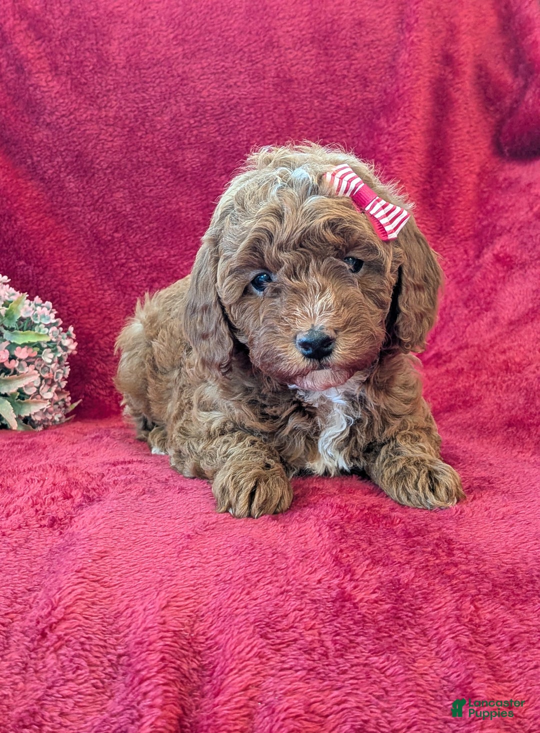 Miniature Poodle dogs for sale: Pixie  - Ad 1