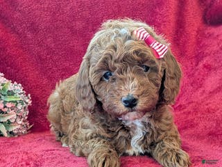 Miniature Poodle dogs Pixie - Ad 28