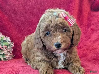 Miniature Poodle dogs Pixie - Ad 13