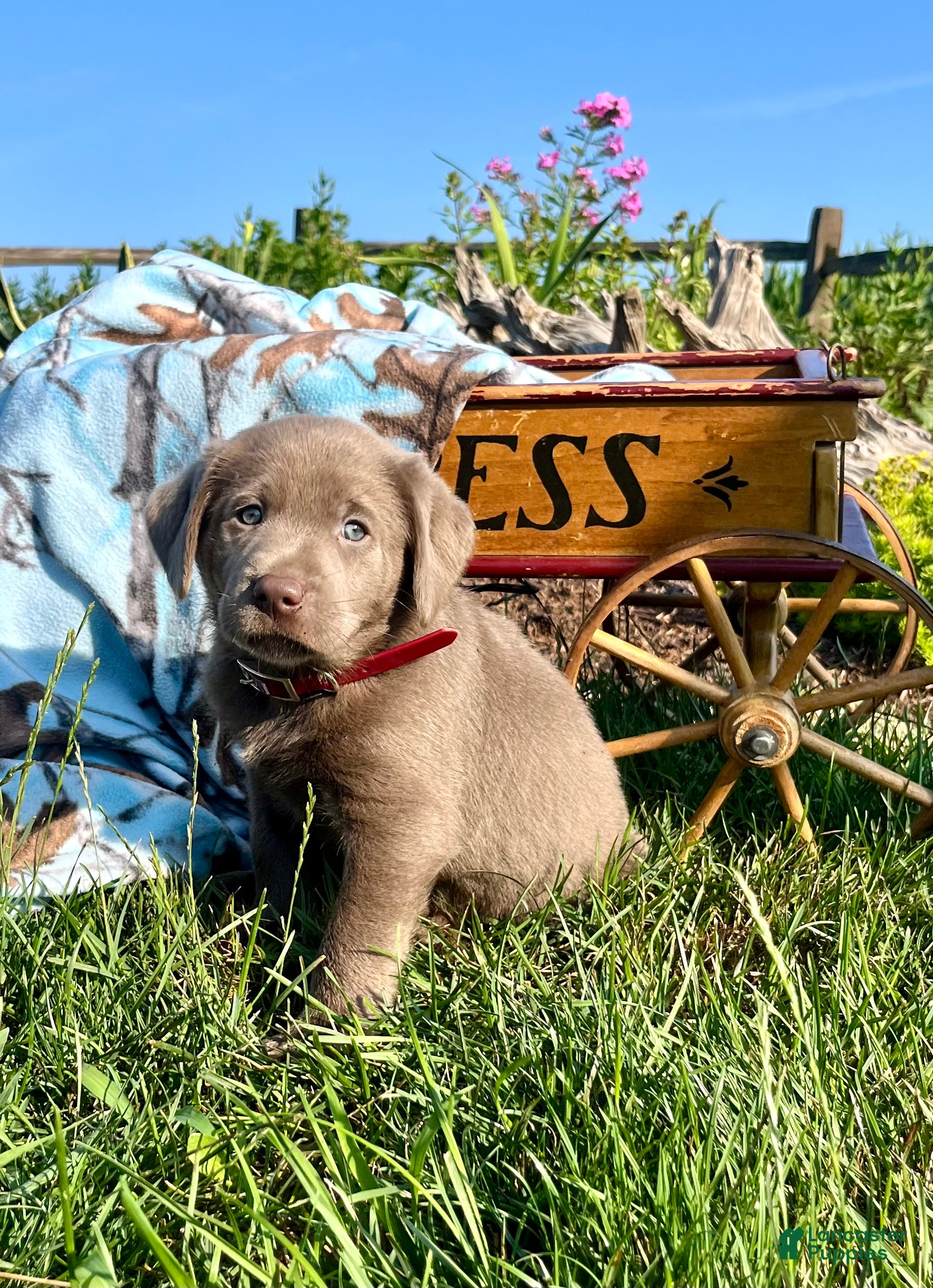 Labrador Retriever dogs Timmy ❤️AKC Hip Cert maroon - Ad 2