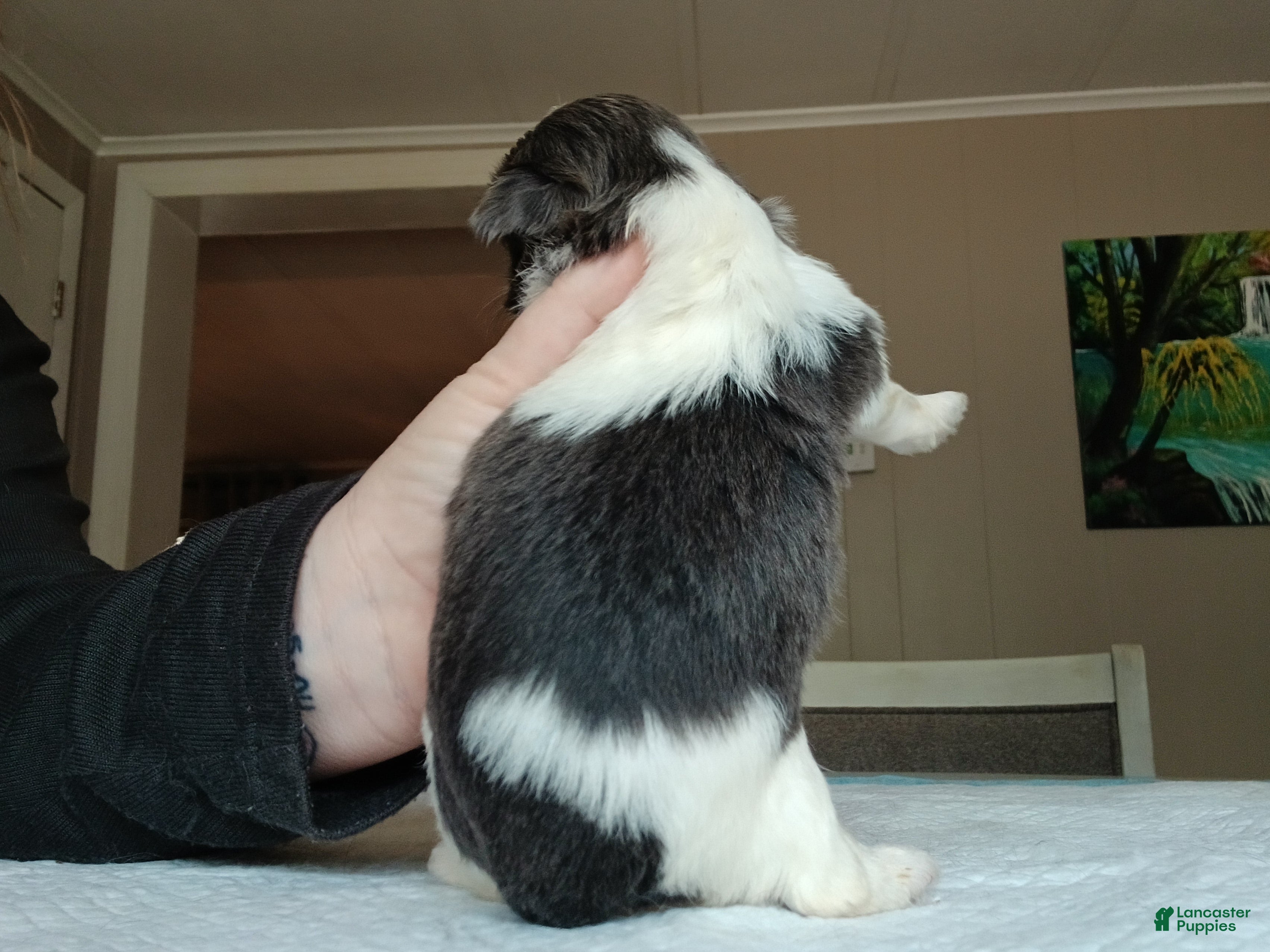 Shih Tzu dogs Shih Tzu Puppy 4 - Ad 2