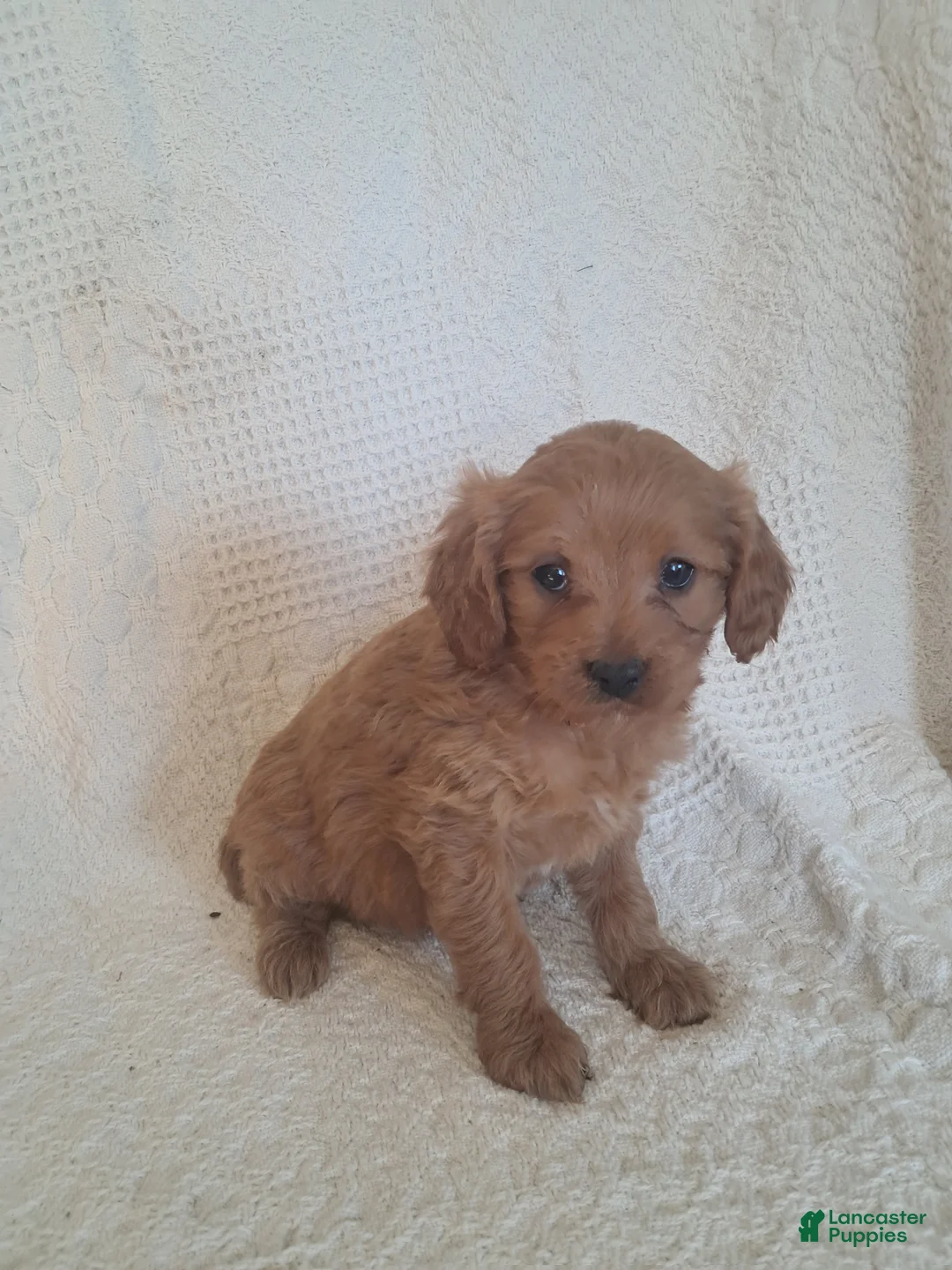 Cavapoo dogs for sale: Suzy - Ad 1