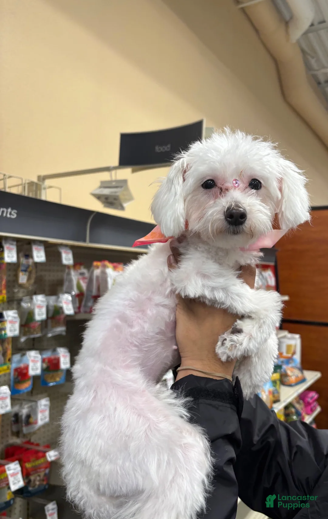 Maltipoo dogs for sale: Maltipoo 1 - Ad 2