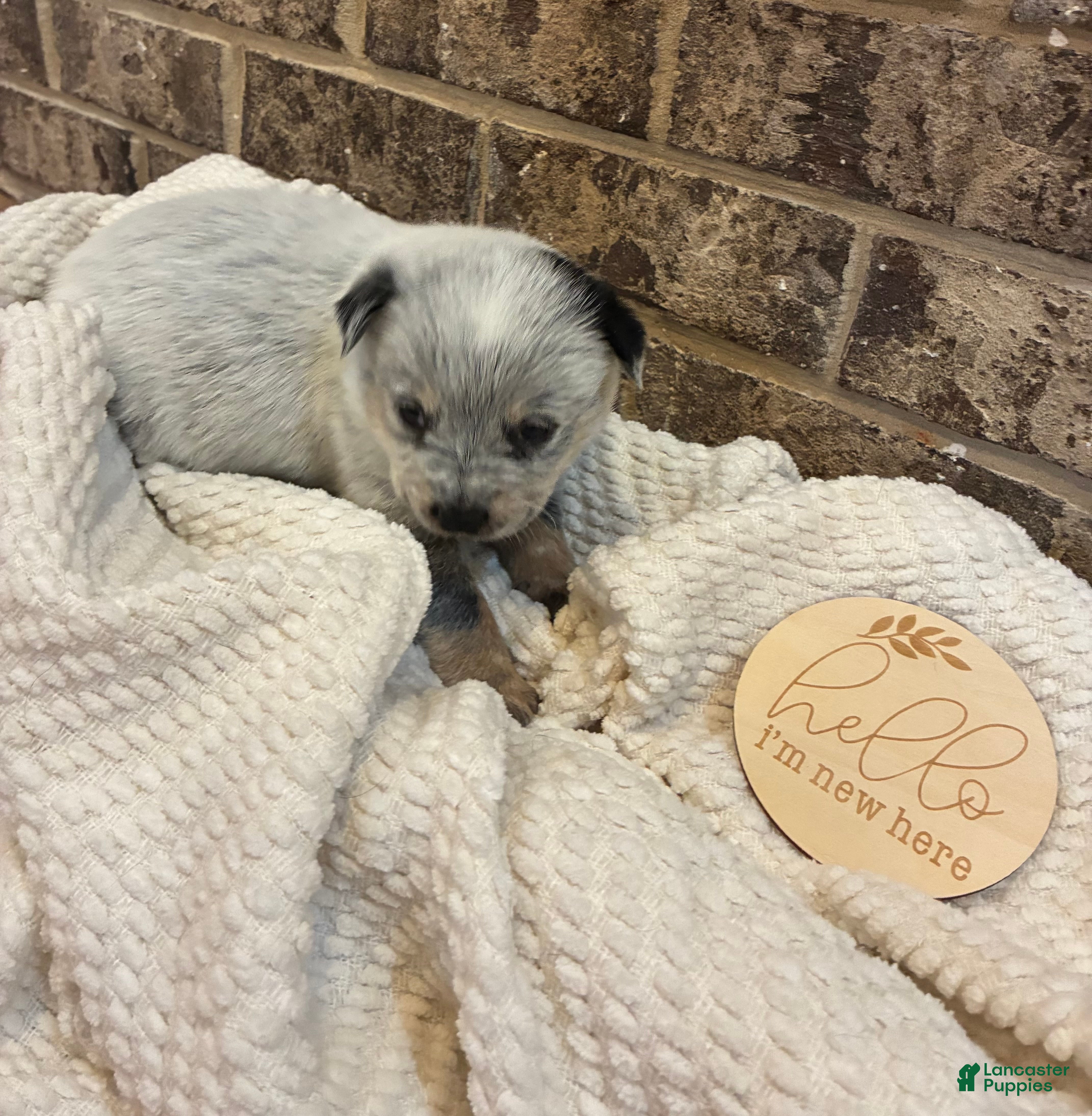 Australian Cattle Dog dogs Australian Cattle blue female 3 - Ad 1