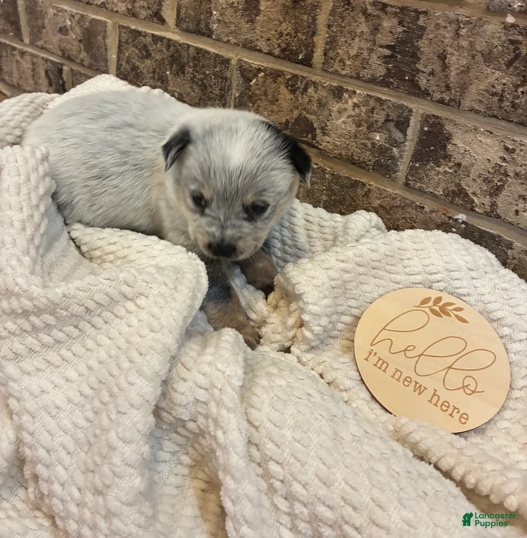 Australian Cattle Dog dogs for sale: Australian Cattle blue female 3 - Ad 1