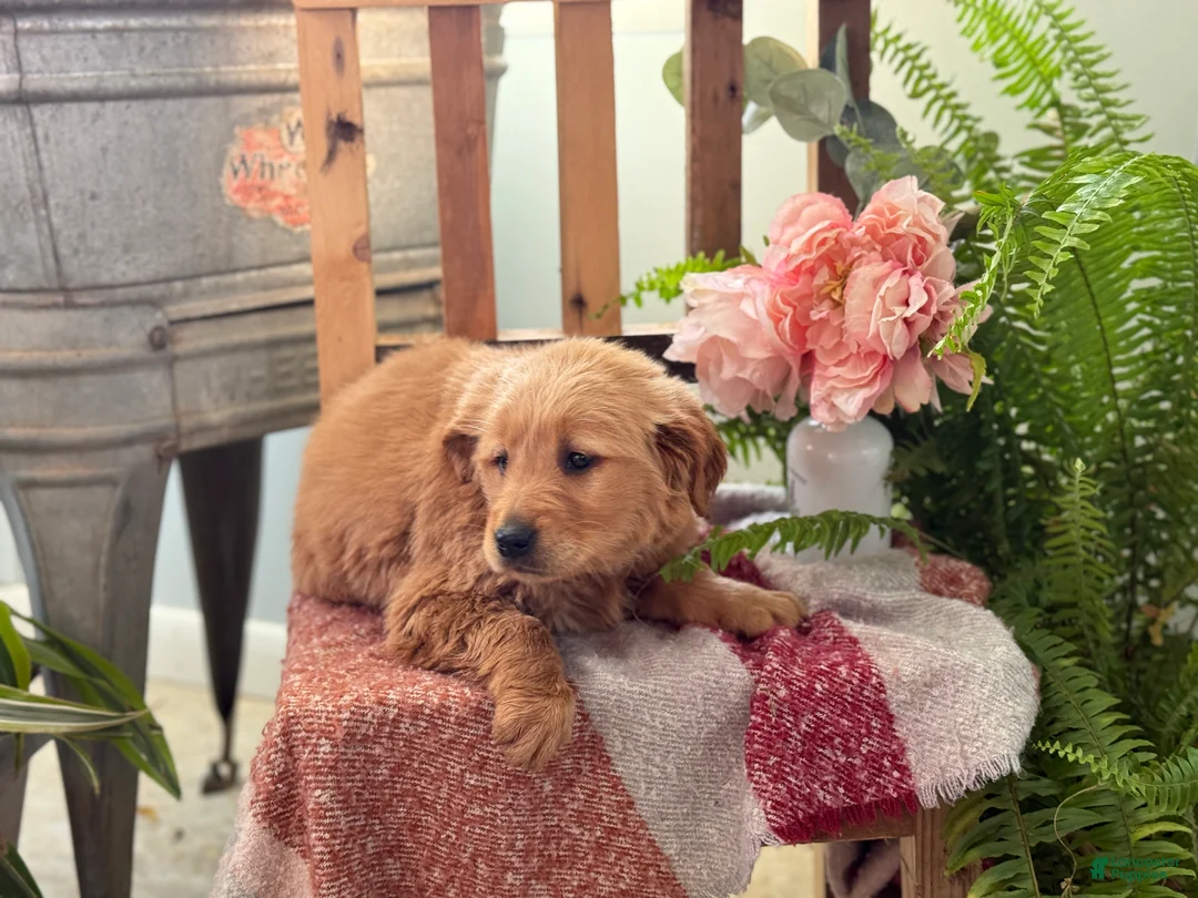 Golden Retriever dogs for sale: Reese - Ad 9