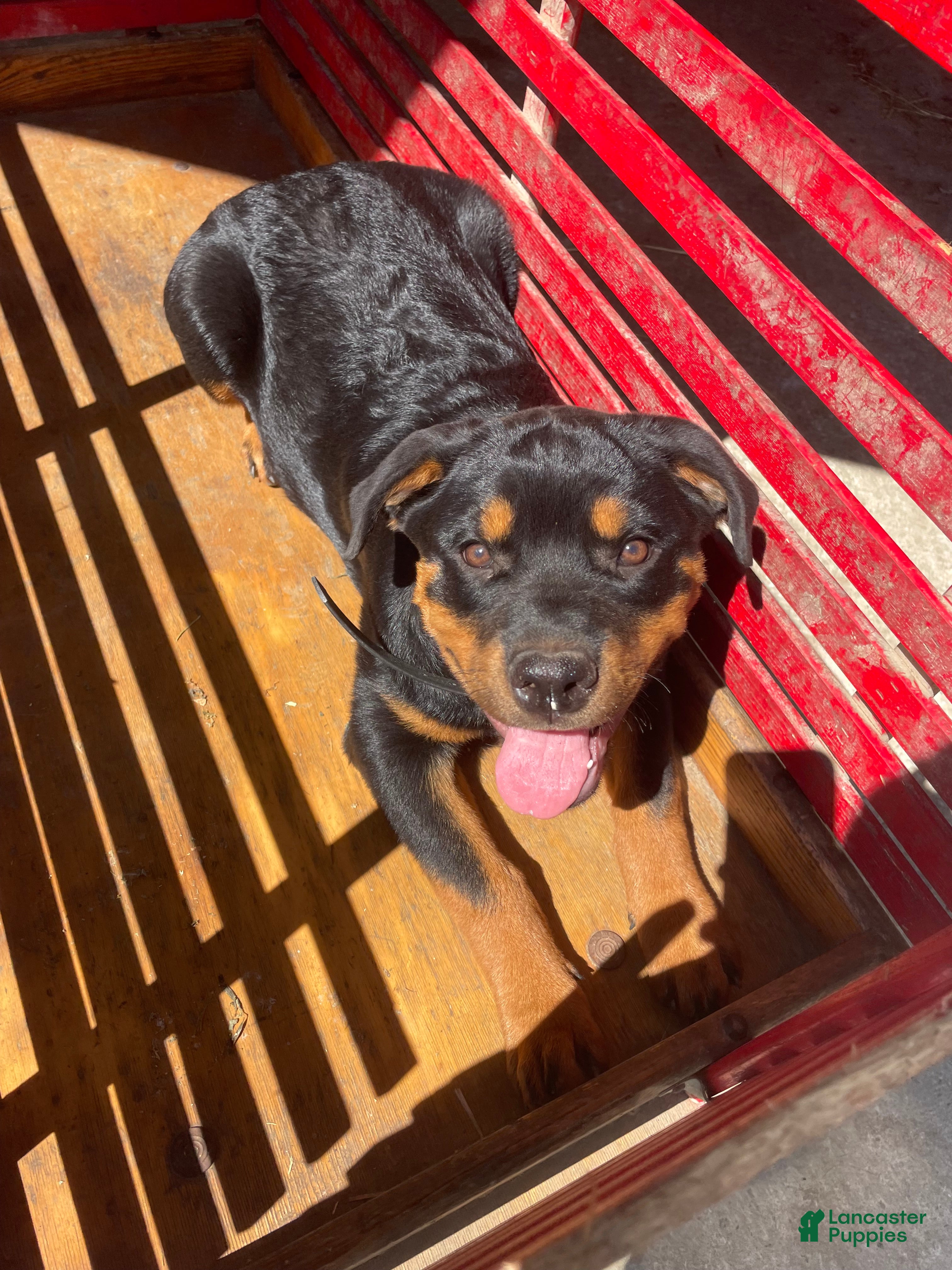 Rottweiler dogs Bailey - Ad 38