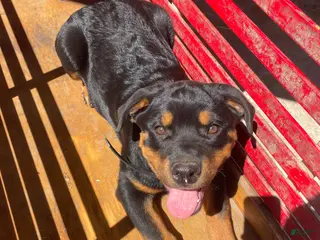 Rottweiler dogs Bailey - Ad 38