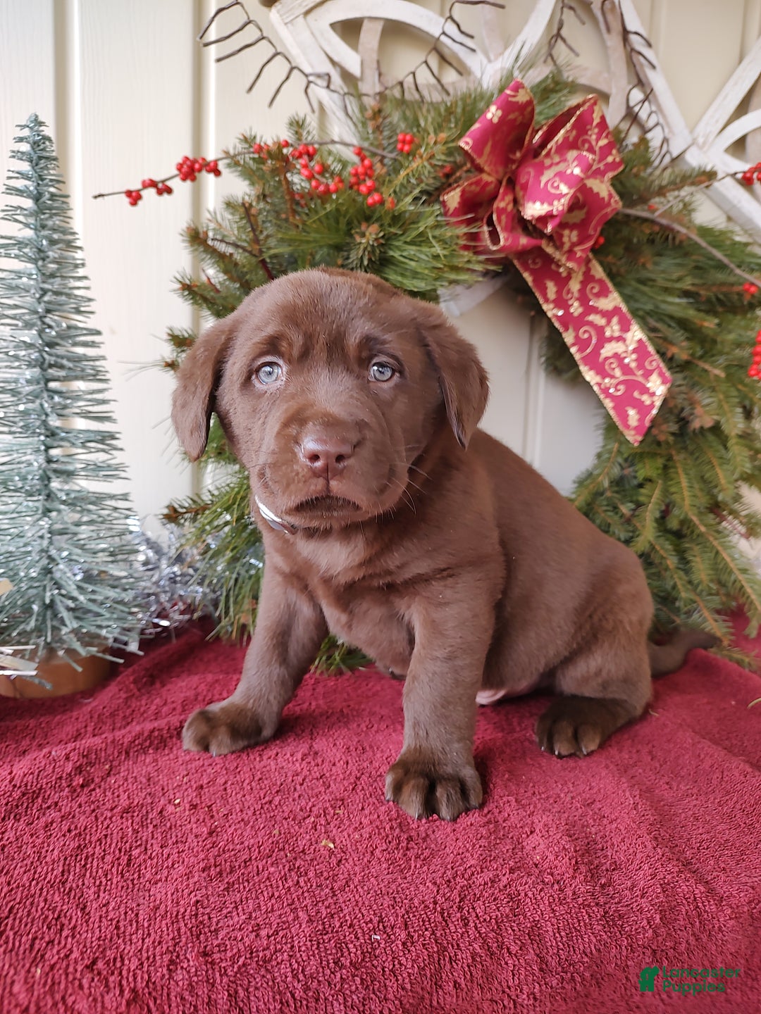 Labrador Retriever dogs for sale: Judson - Ad 3