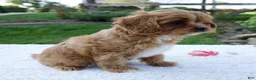 Cavapoo dogs for sale: Everly - Ad 5