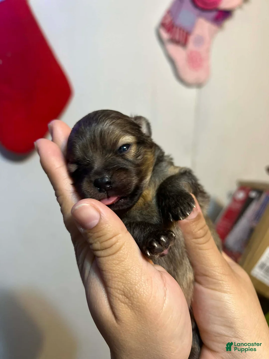 Pomeranian dogs for sale: Teacup - Ad 3