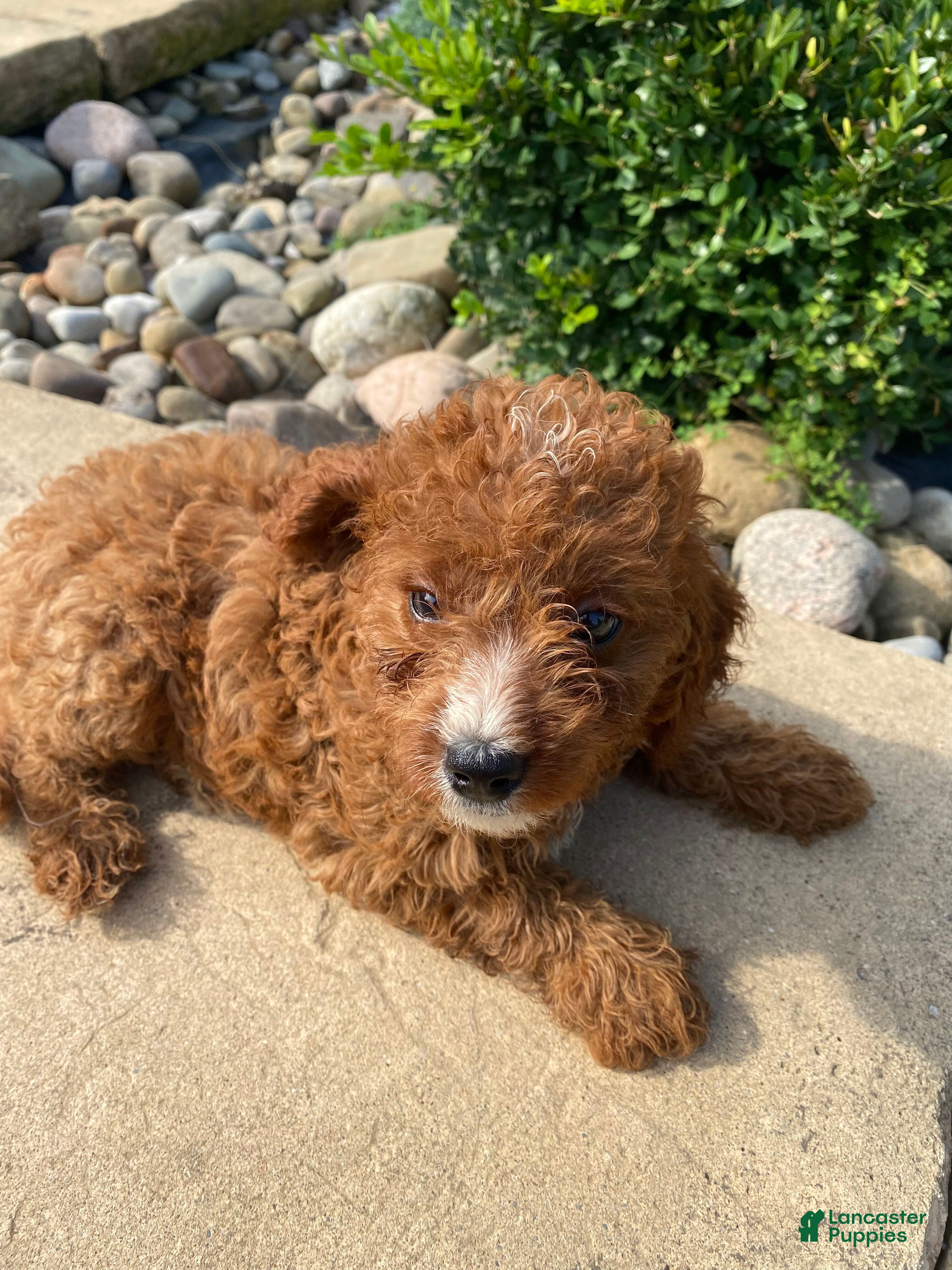 Cavapoo dogs Buddy - Ad 2
