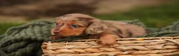 Miniature Dachshund dogs for sale: MacGyver Miniature Dachshund  - Ad 2