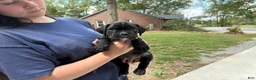 Boxer dogs for sale: Rio AKC Euro - Ad 5