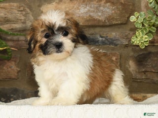 Teddy Bear dogs - Ad 23