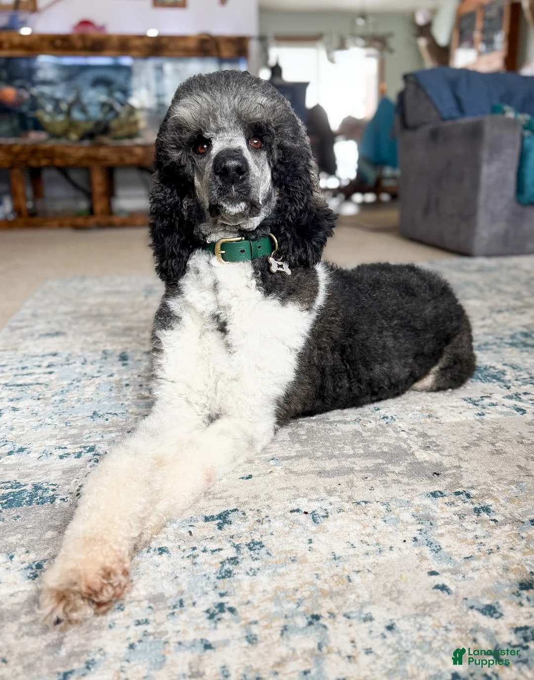 Standard Poodle dogs for sale:  Josie AKC IN HEAT - Ad 1
