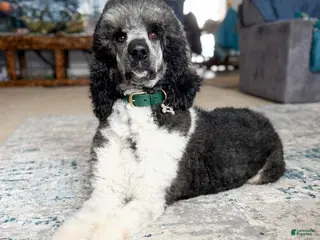 Standard Poodle dogs Josie AKC IN HEAT - Ad 28