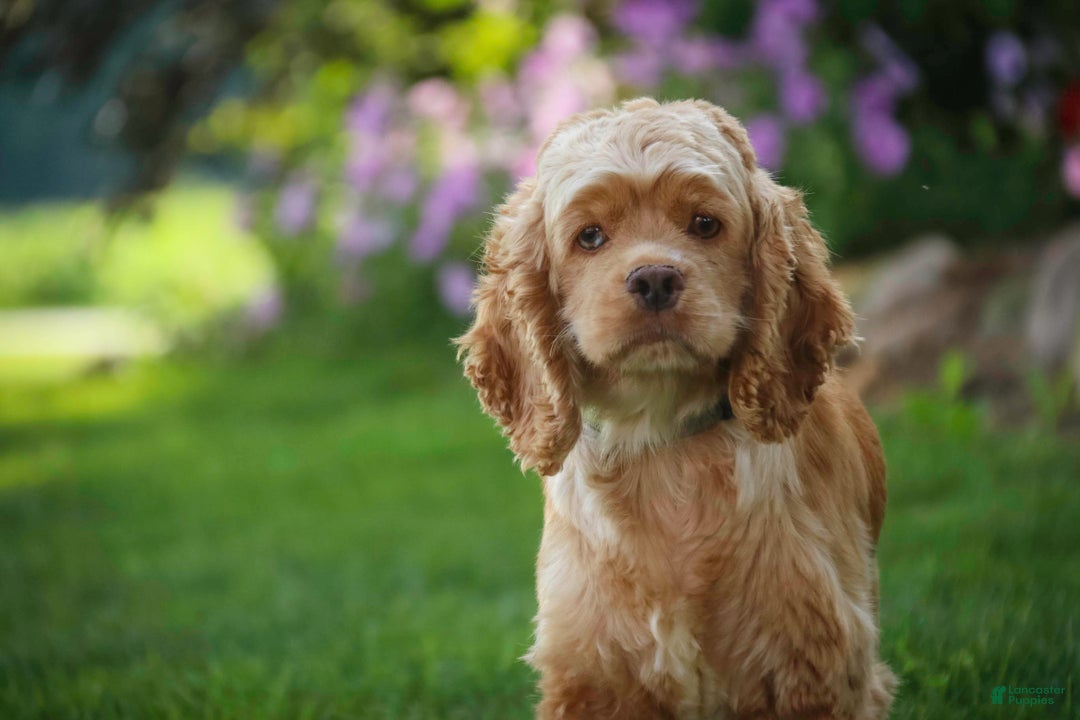 Cocker Spaniel dogs for sale: Avery - Ad 6