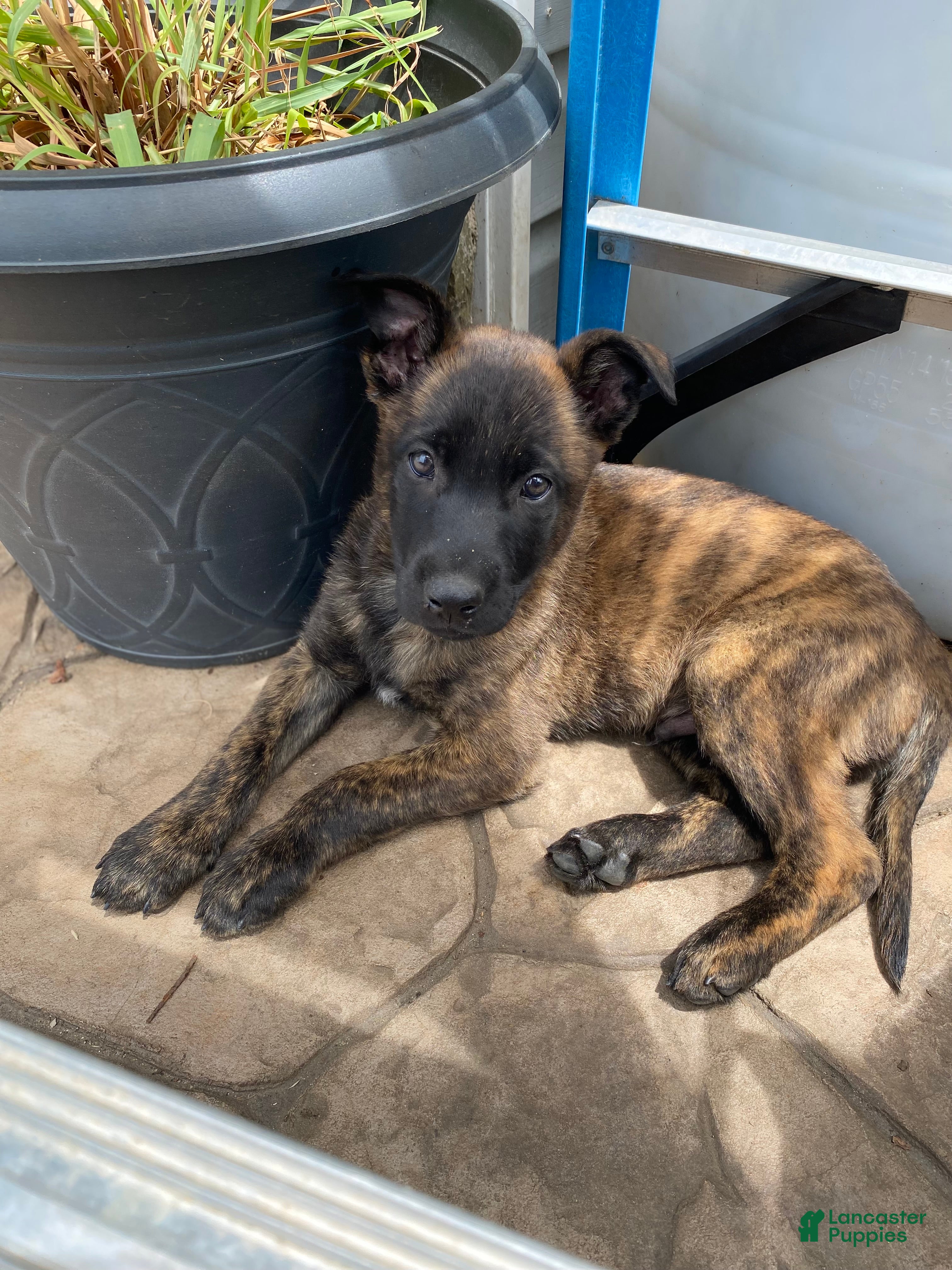 Mixed Breed dogs Mixed Breed Puppy 2 - Ad 14