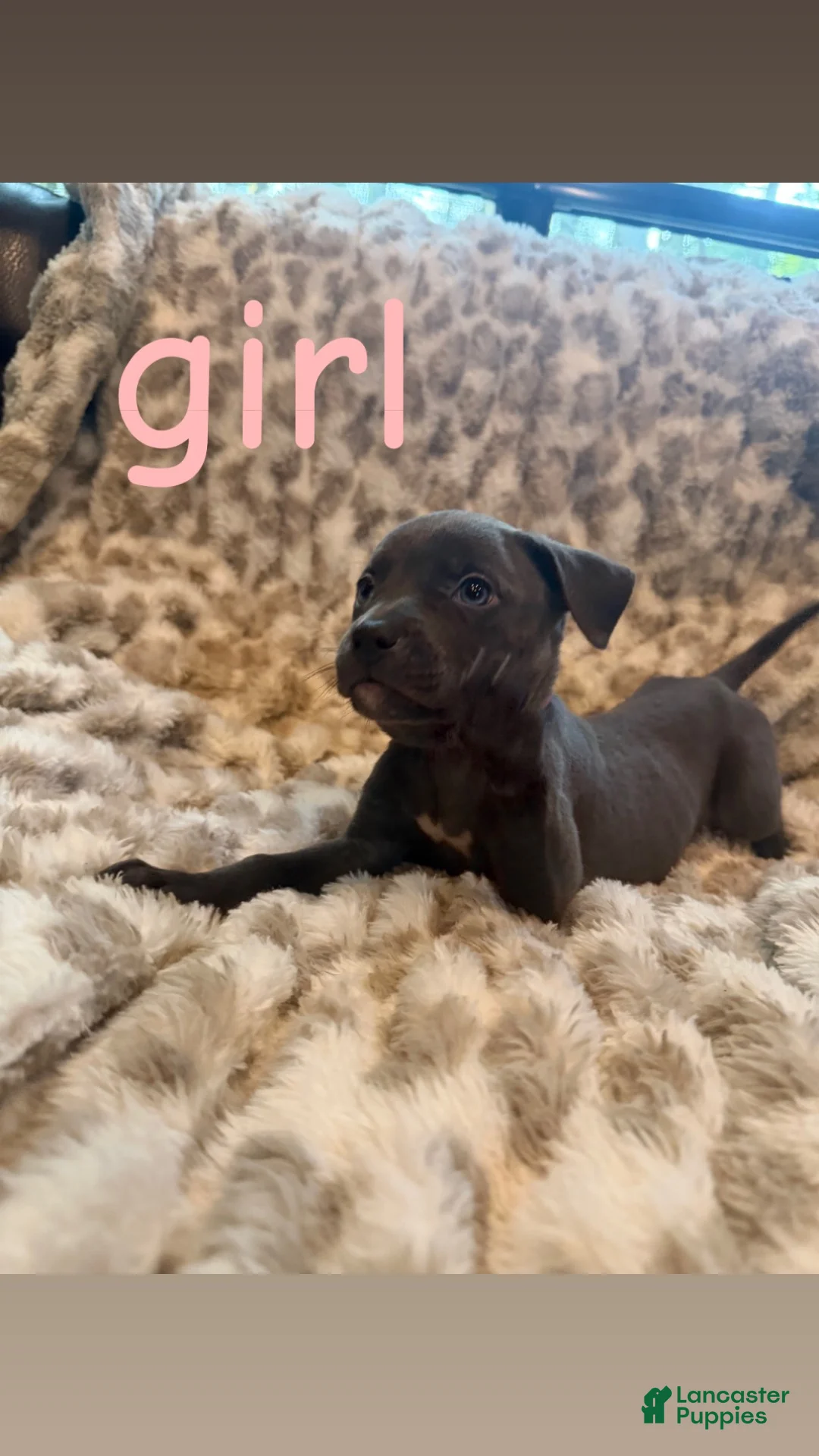 Mixed Breed dogs for sale: Mixed Breed 6 - Ad 1