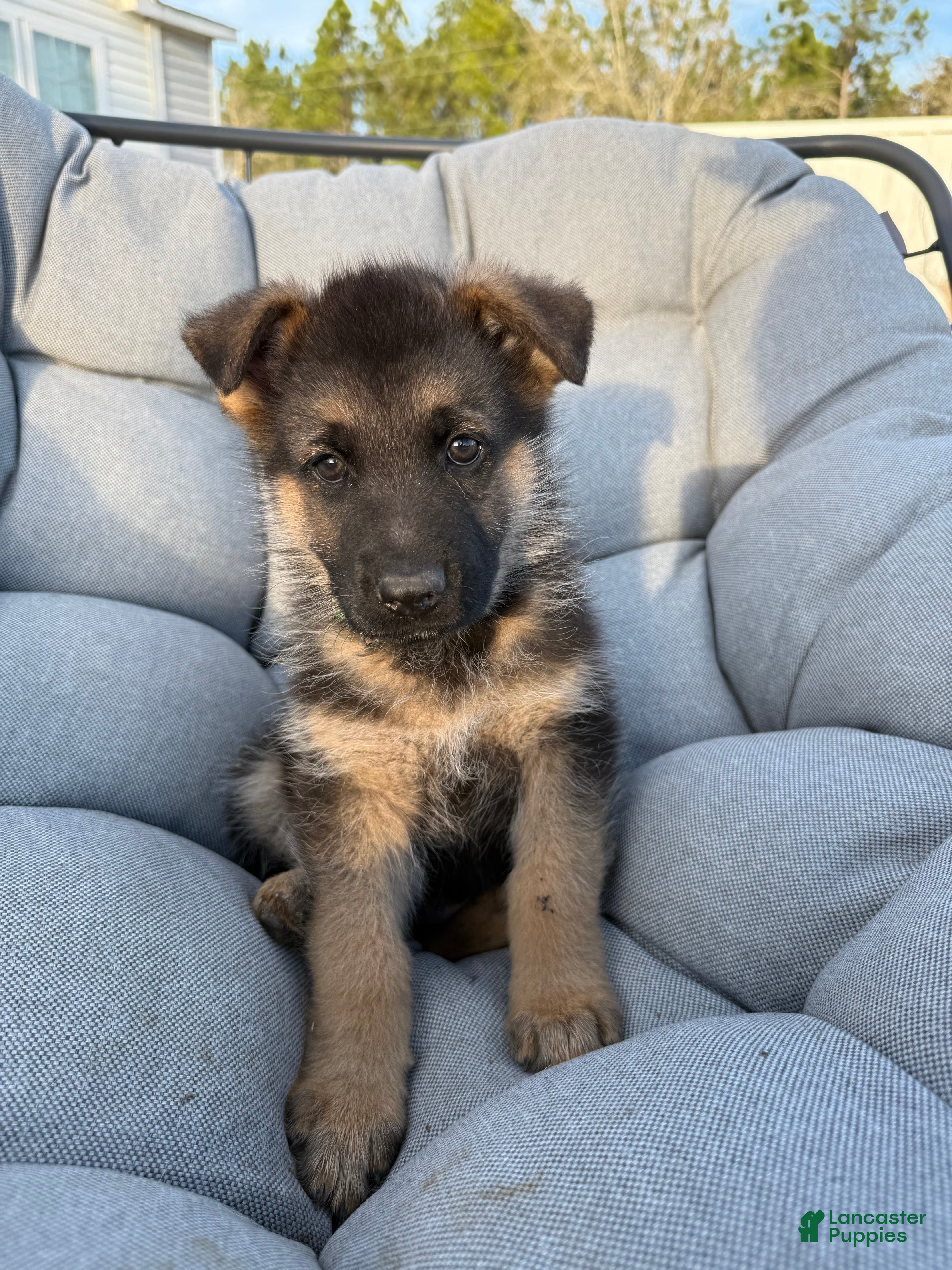 German Shepherd dogs Jet - Ad 7