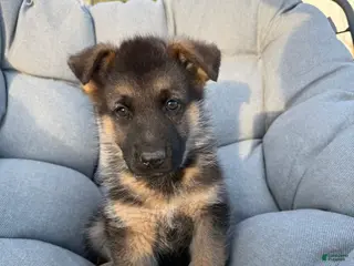 German Shepherd dogs Jet - Ad 7