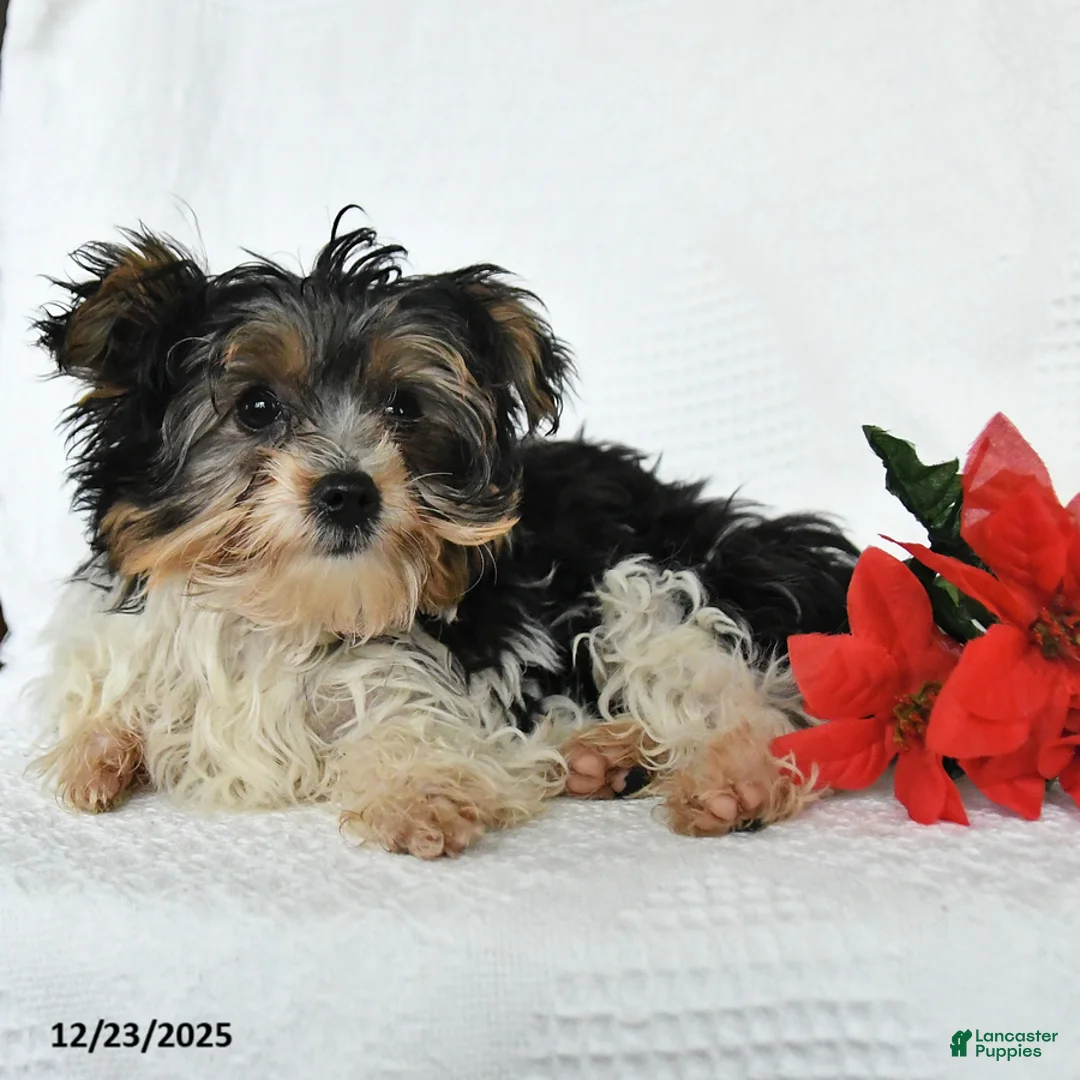 Yorkshire Terrier dogs for sale: Domino - Ad 9