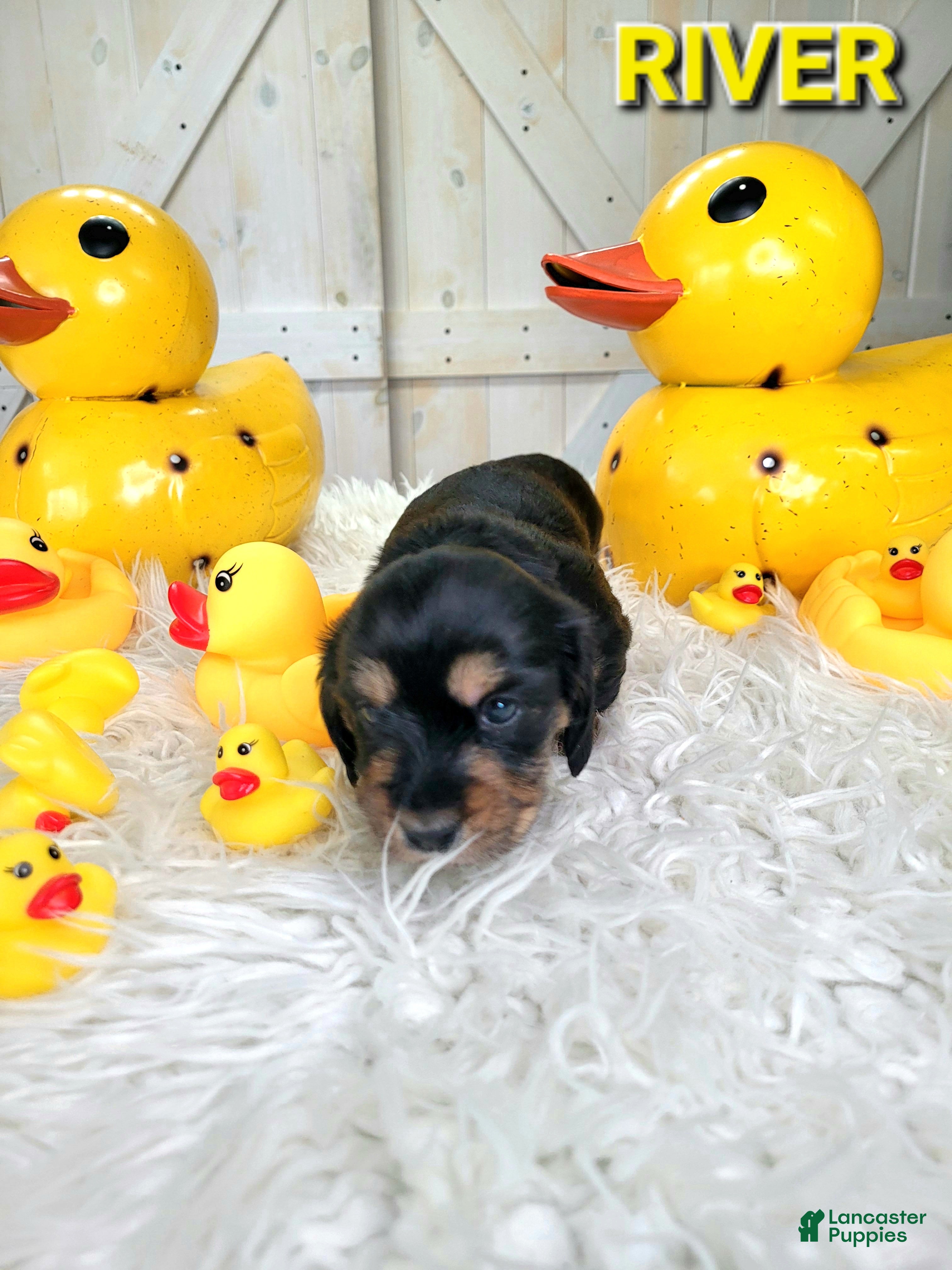 Miniature Dachshund dogs River - Ad 2