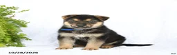 German Shepherd dogs for sale: Ranger - Ad 3