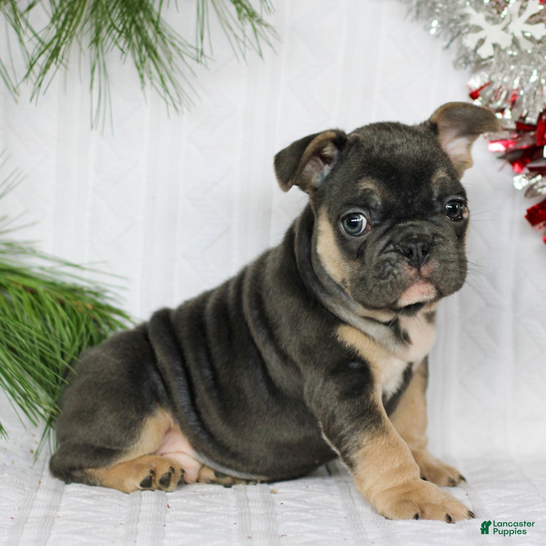 French Bulldog dogs for sale: Frankie  - Ad 3