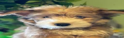 Pomsky dogs for sale: Athena - Ad 4