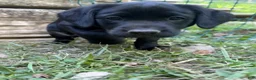 Labrador Retriever dogs for sale: Black female 1  - Ad 3