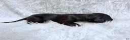 Great Dane dogs for sale: Whiskey - Ad 4