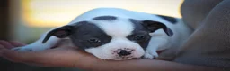 Frenchton dogs for sale: Quinto Bear - Ad 6