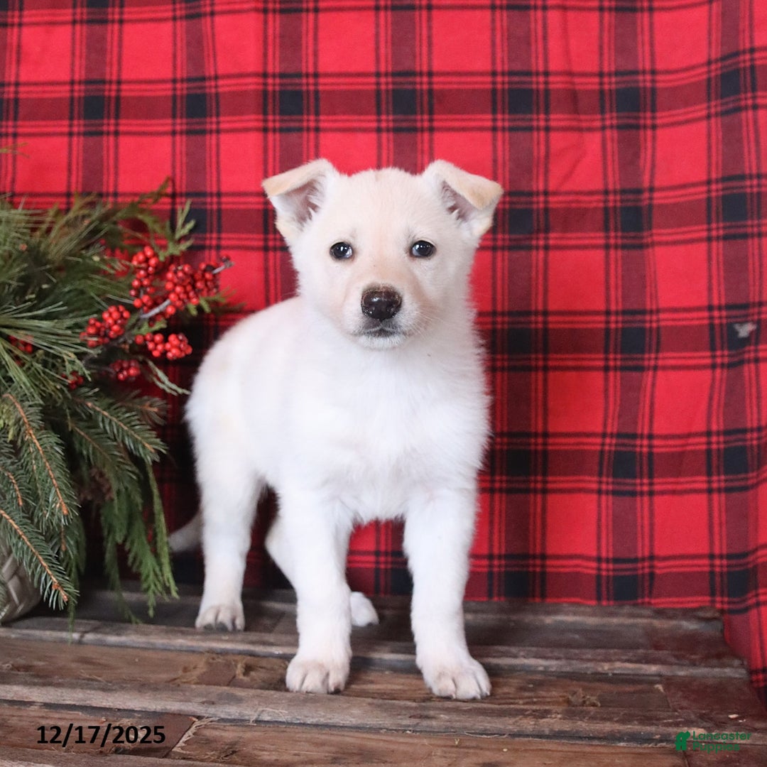 German Shepherd dogs for sale: Noelle - Ad 1