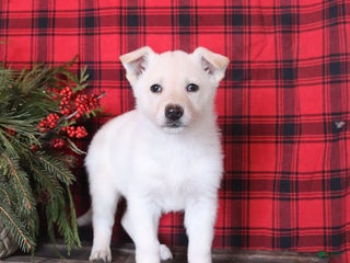 German Shepherd dogs Noelle - Ad 8