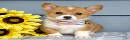 Welsh Corgi Pembroke dogs for sale: Winnie - Ad 5
