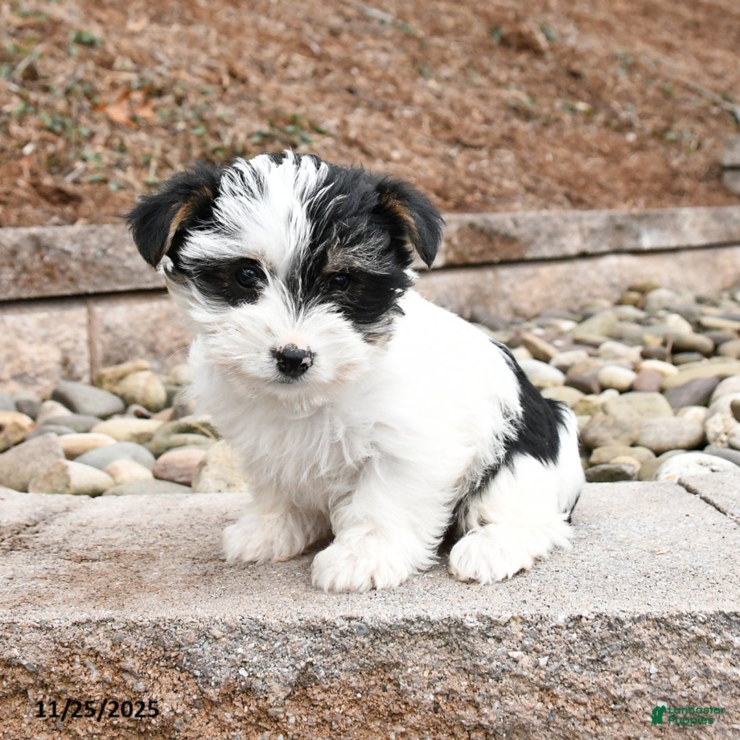 Morkie dogs for sale: Irene - Ad 2