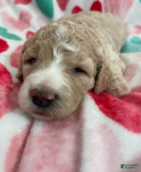 Double Doodle dogs Katniss - Ad 3