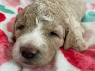 Double Doodle dogs Katniss - Ad 3