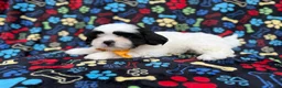 Shih Tzu dogs for sale: Shep - Ad 6