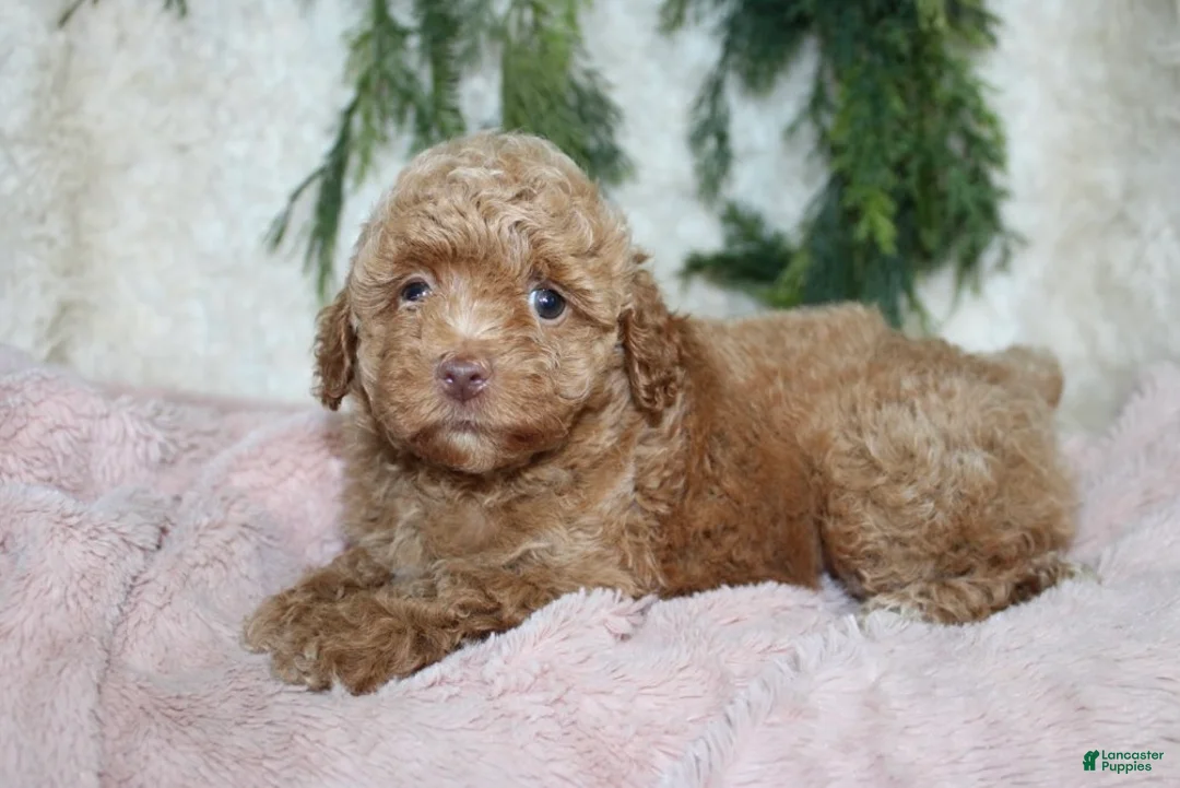 Toy Poodle dogs for sale: Toy Poodle 1 - Ad 2