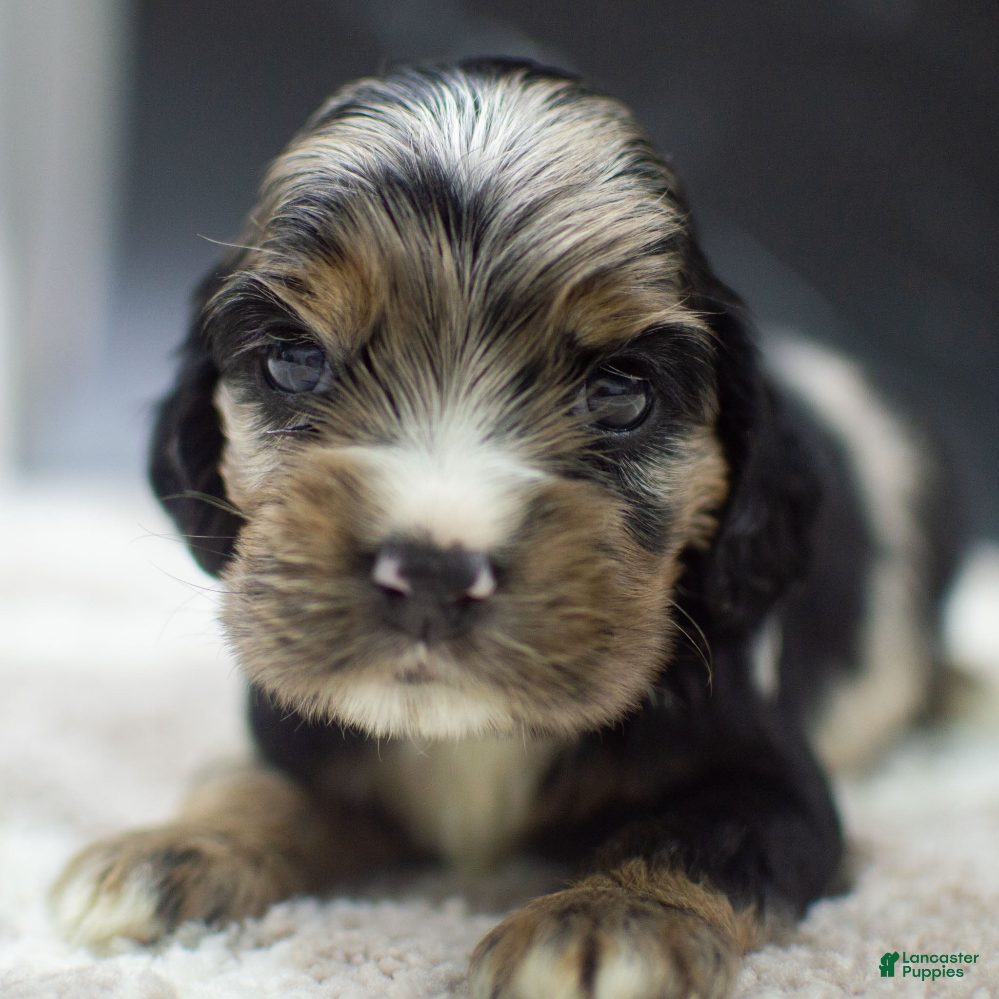 Cocker Spaniel dogs Vince - Ad 26