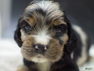 Cocker Spaniel dogs Vince - Ad 11