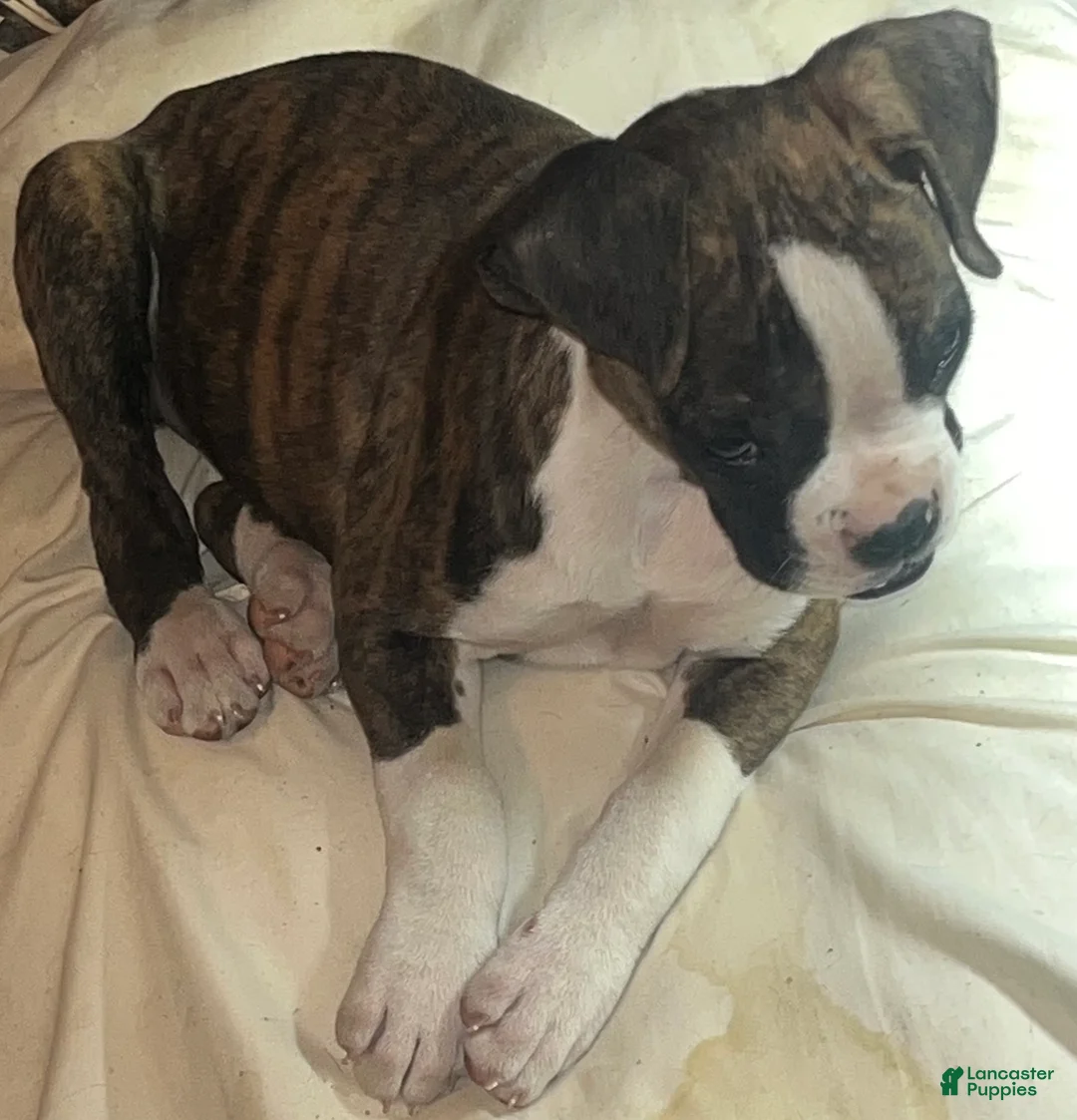 Boxer dogs for sale: Little Britches - Ad 2