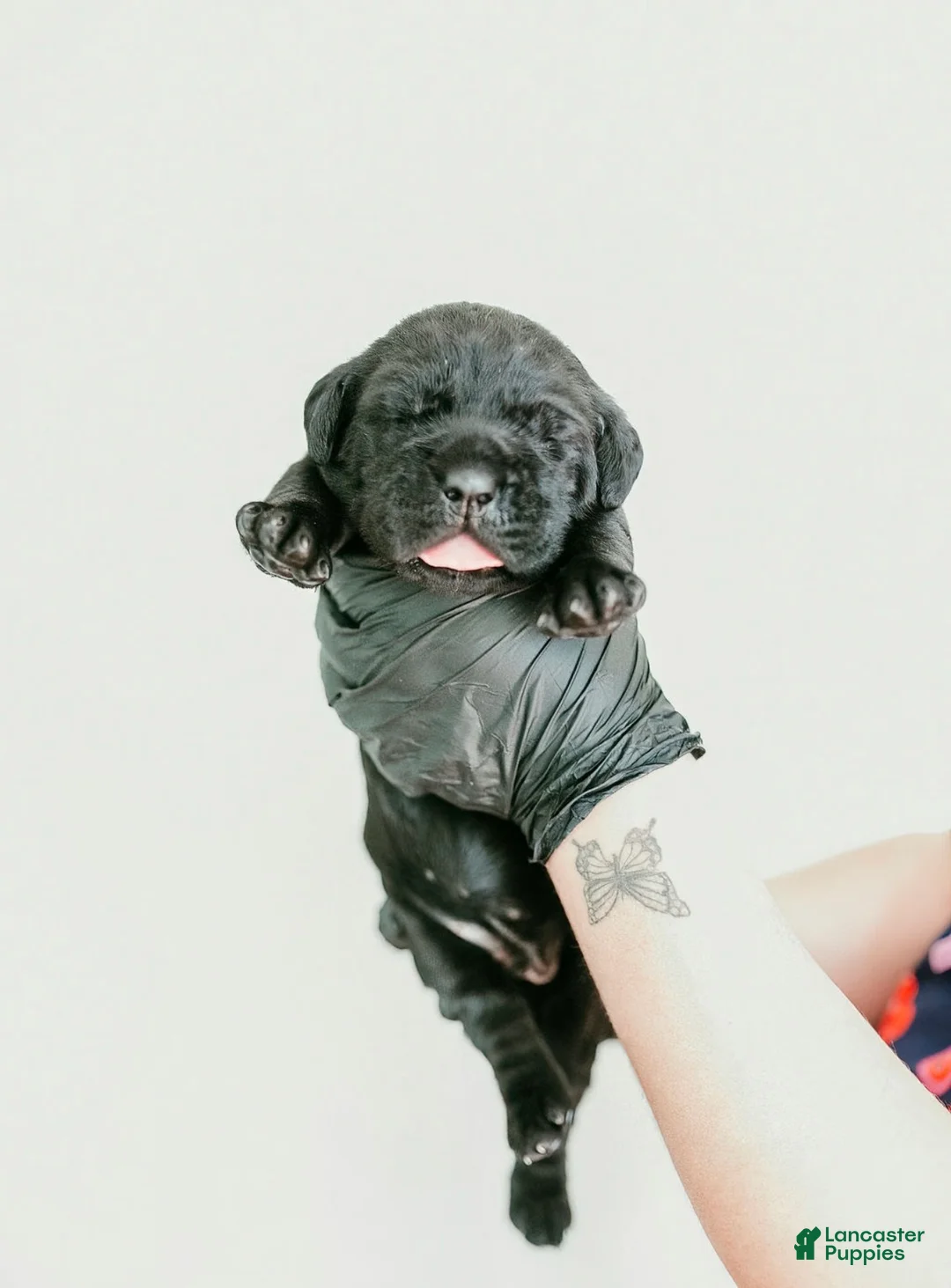 Cane Corso dogs for sale: Raven - Ad 2