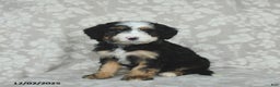 Mini Bernedoodle dogs for sale: Taffy - Ad 1
