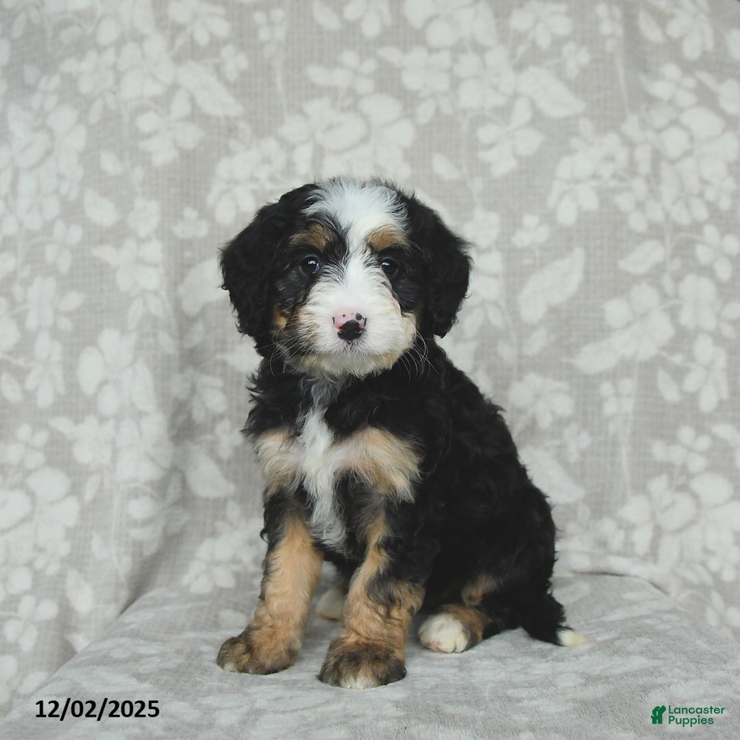 Mini Bernedoodle dogs for sale: Taffy - Ad 1