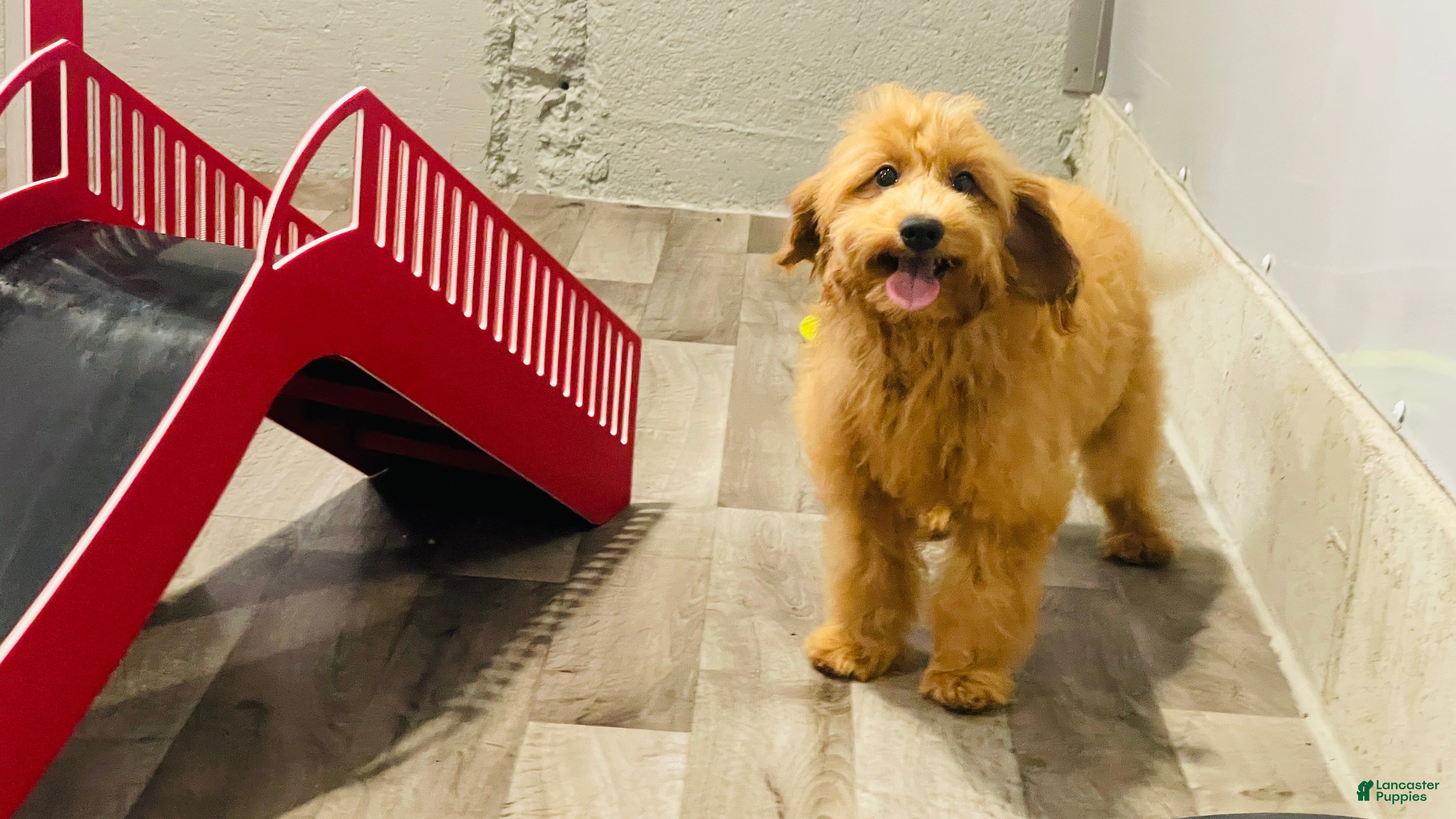 Mini Goldendoodle dogs Molly Mini Goldendoodle  - Ad 2
